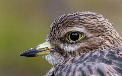 Ambient Subliminal Affirmations For Musicians 