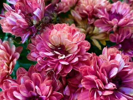 Ambient Vocal Harmonies For Restful Meditation