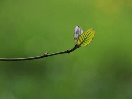 Ambient | Zen  | Serene | Soothing