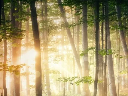 Ambiente Solstice - Shades Of Green