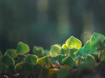 Amity: Emotional Healing In F (Heart Chakra)