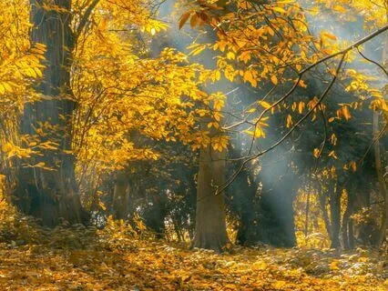 Amongst The Fallen Leaves