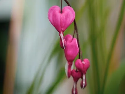 Amplify Gratitude
