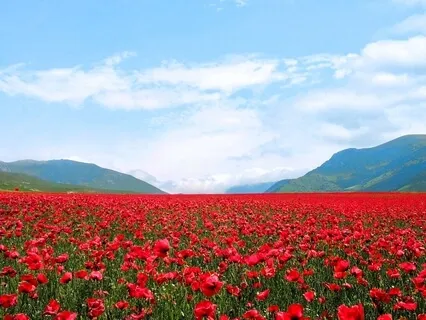 Amplifying Abundance