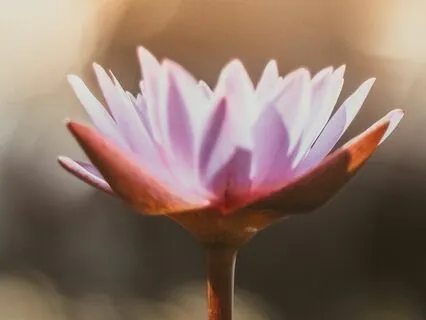 Amplifying And Cleansing The Heart Chakra