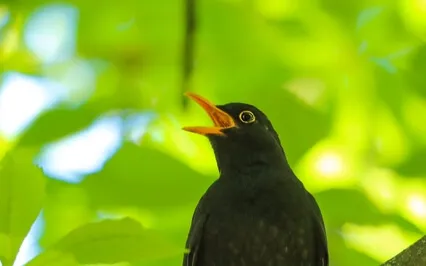 An Afternoon In A Spring Forest (Blackbirds Singing)