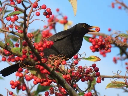 An Afternoon With Birdsong