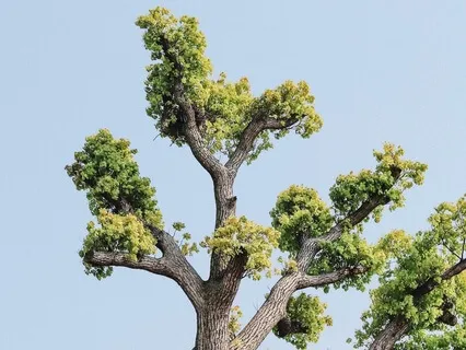 An Ancient Tree Stands Erect