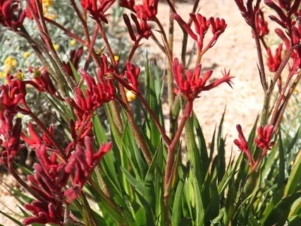 An Approach for Pelvic Pain