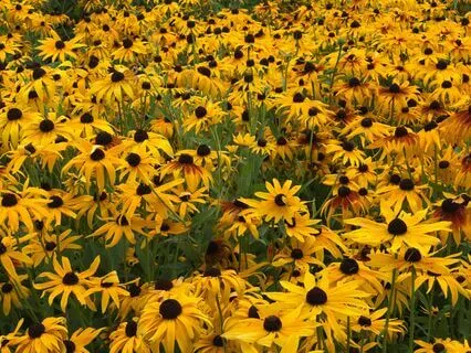 An Awakaning Bath of Loving Music for Mindfulness Meditation