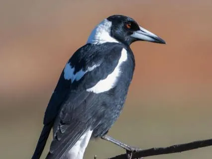 An Awe Walk | A Mindful Walk To Notice The Living World