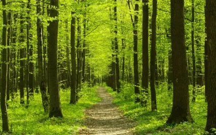 An Easy Life Has Nothing To Do With Peace And Joy