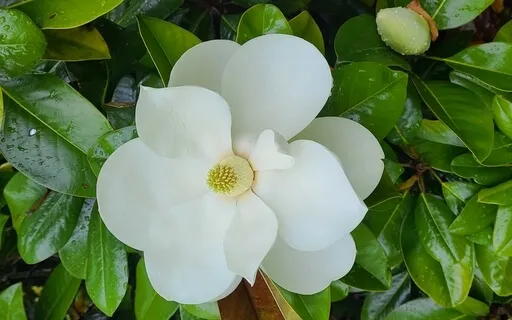 An Exploration Into Freedom - With Tibetan Singing Bowls