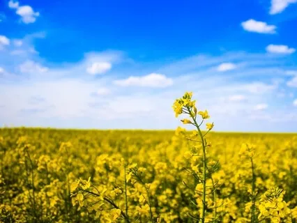 An Exploration Of Neutrality 