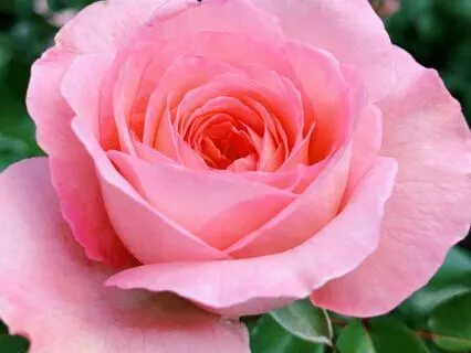 An Hour Of Garden Birdsong