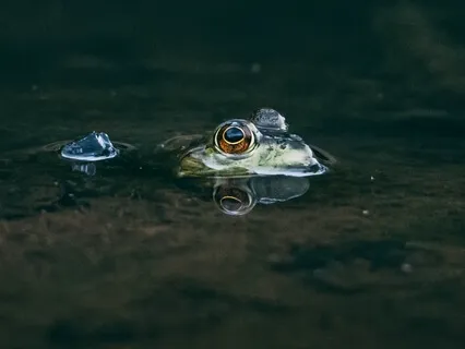 An Hour With The Croaking Chorus (Toad & Frog Ambience)