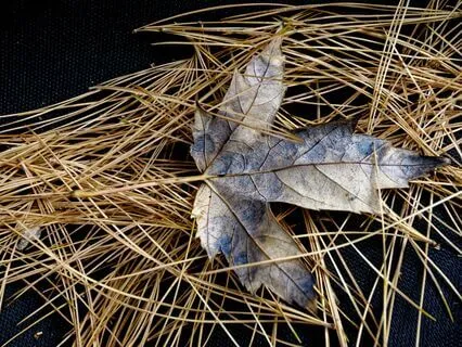 An Infusion Of Peace For Bedtime