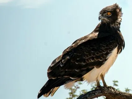 An Innocent Search For Relief: Reflections On Addiction