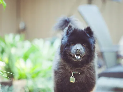 An Instrumental Homage to all Rescue Pets & Ming