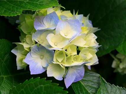 Dr Wayne Dyer On I Can See Clearly Now, And Saje Dyer