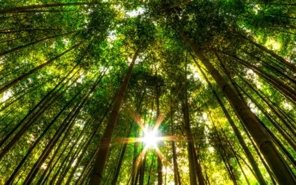 An Introduction To 6 3 6 3 Breathing