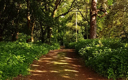 An Introduction To Forest Bathing