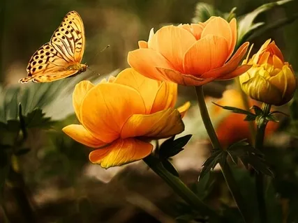 An Introduction To Non-Duality (Talk & Q&A)