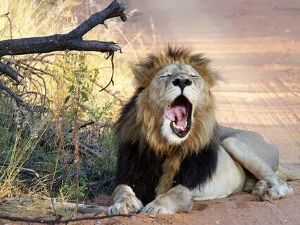 An Intuition Journey Awakening The Heart Warrior Within