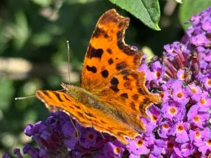 An Odyssey Of Music & Silence (Live Meditation Extract)