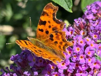 An Odyssey Of Music & Silence (Meditation Only Version)