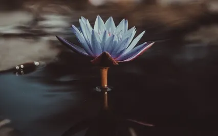 An Offering For Rest