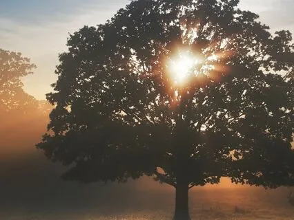 An Open And Grateful Heart: Metta Meditation For Compassion