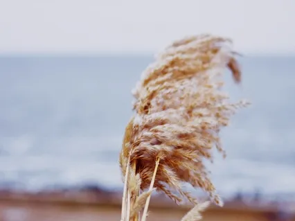 Open Awareness Meditation