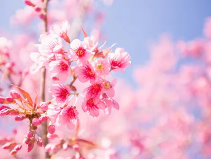 An Open Heart (Piano-Based Meditation)