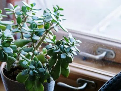 An Ordinary Moment: The Jade Plant