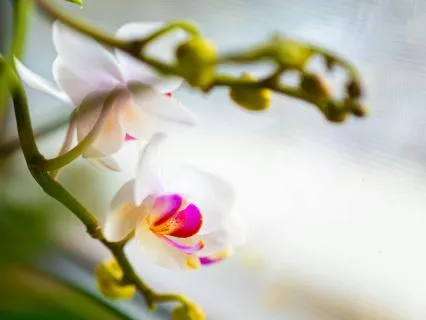 An Ordinary Moment: The Orchid
