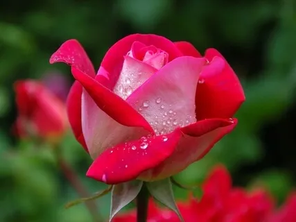 An Overflowing Luminosity Of Truth: Radiance Sutras Verse 8