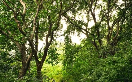 Anahata (Heart) Chakra Healing