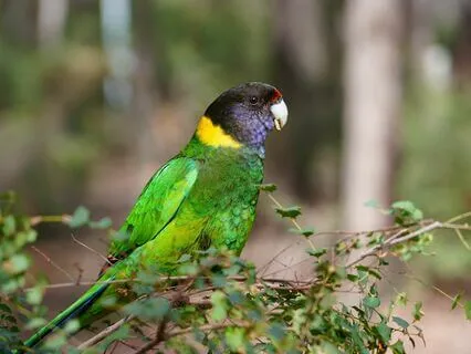 Analysis Of Feel Vol 2. Birds In E Phrygian