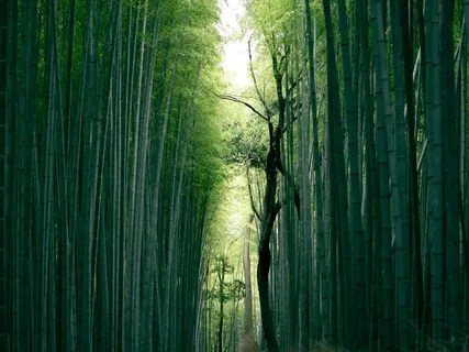 Anapanasati Breathing Awareness Meditation