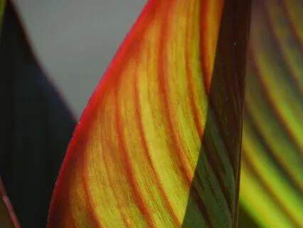 Ānāpānasati Sutta Meditation