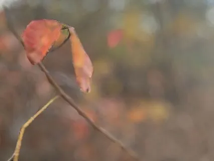 Anatomically Fade Into Sleep