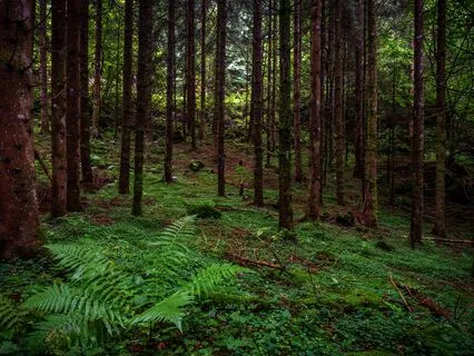 Affirming Harmony: Shamanic Healing Frequencies