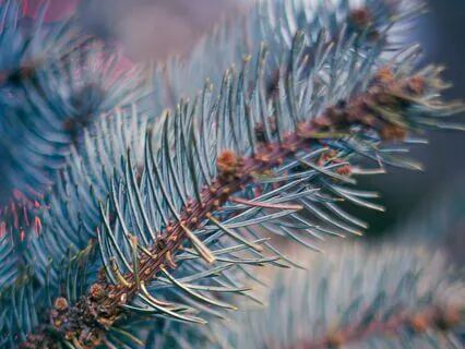 Ancestral Dreamweave - Echoes Of The Past