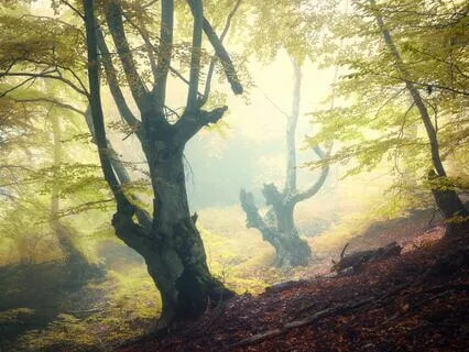 Ancestral Echoes: Shamanic Healing