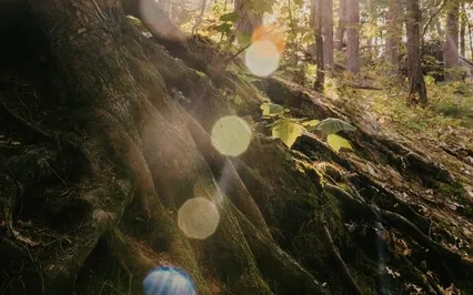 Ancestral Healing - A Guided Journey