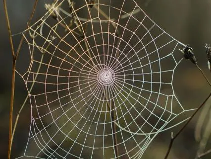 Ancestral Healing: Clear Generational Trauma