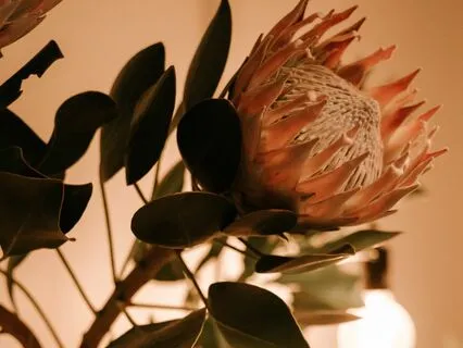 Ancestral Healing Journey: Reconnect With Your Roots