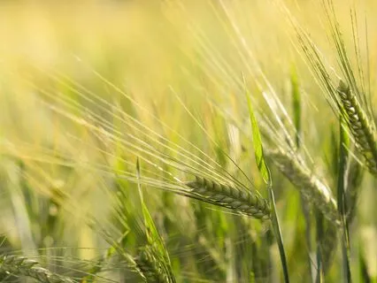 Ancestral Healing Meditation