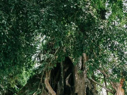 Ancestral Healing: Releasing Burdens And Embracing Life